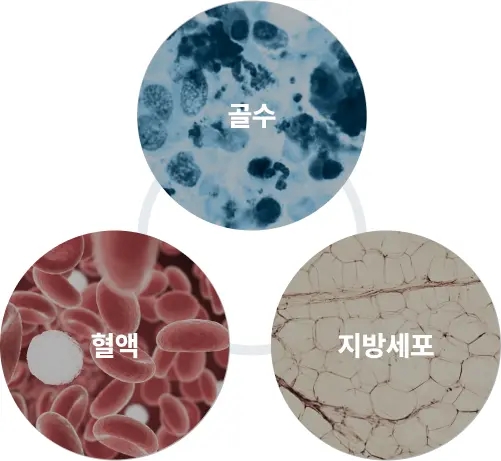 Stem cell graph
